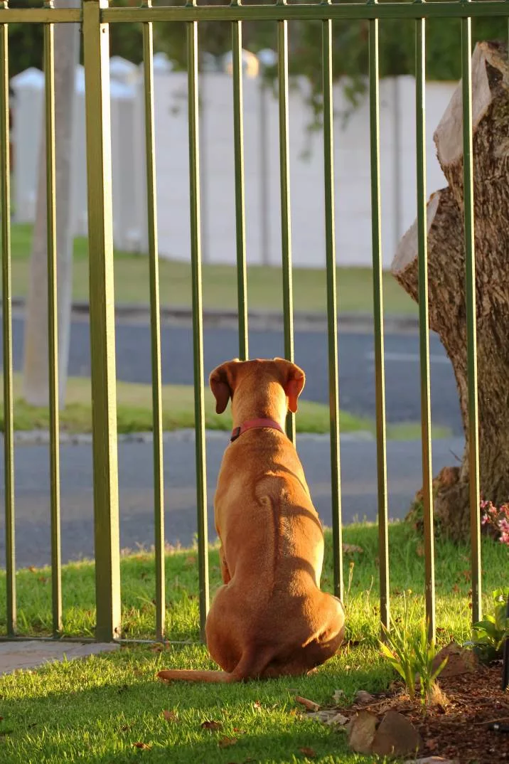Read more about the article Dog Fencing – Homeowners’ Guide to Selecting a Dog Fence
