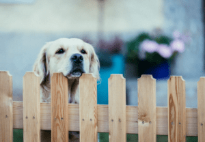 Best Type Of Fence For Large Dogs In Lehigh Valley