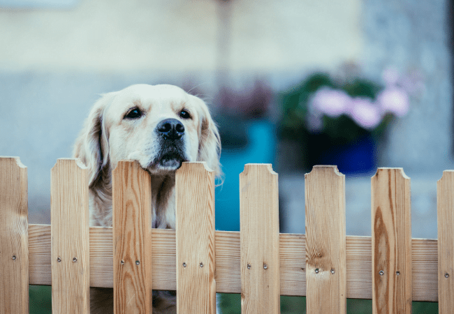 Read more about the article The Best Type of Fence for Large Dogs in Lehigh Valley, PA